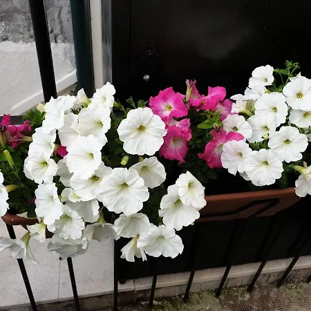 Bed & Breakfast Golden B&B Split